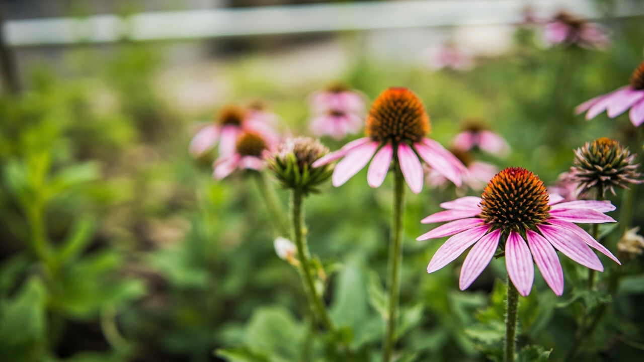 Exploring the Benefits of Urban Green Roofing for Homes in the Central and Kinsman Areas